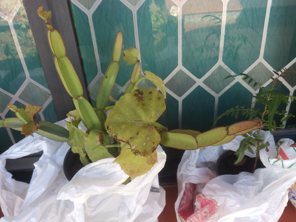 NaturalezaDSC_0122.jpg