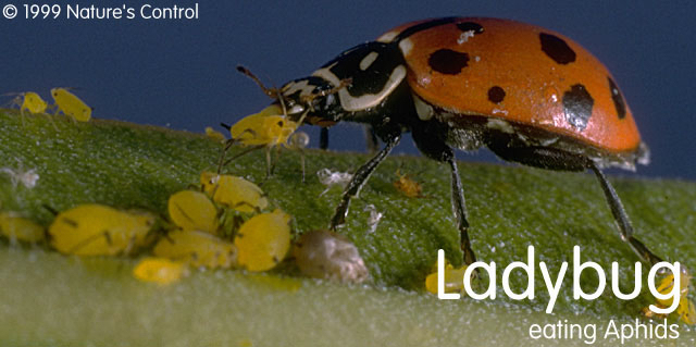 NC_ladybug.jpg
