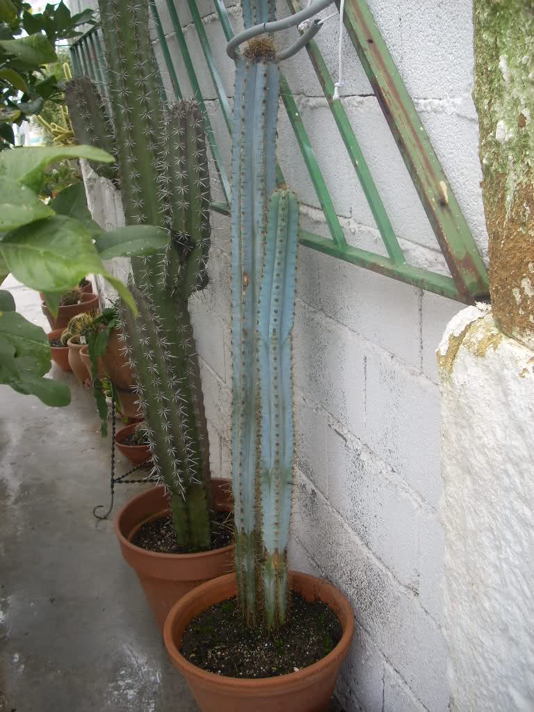 ncyx74.jpg