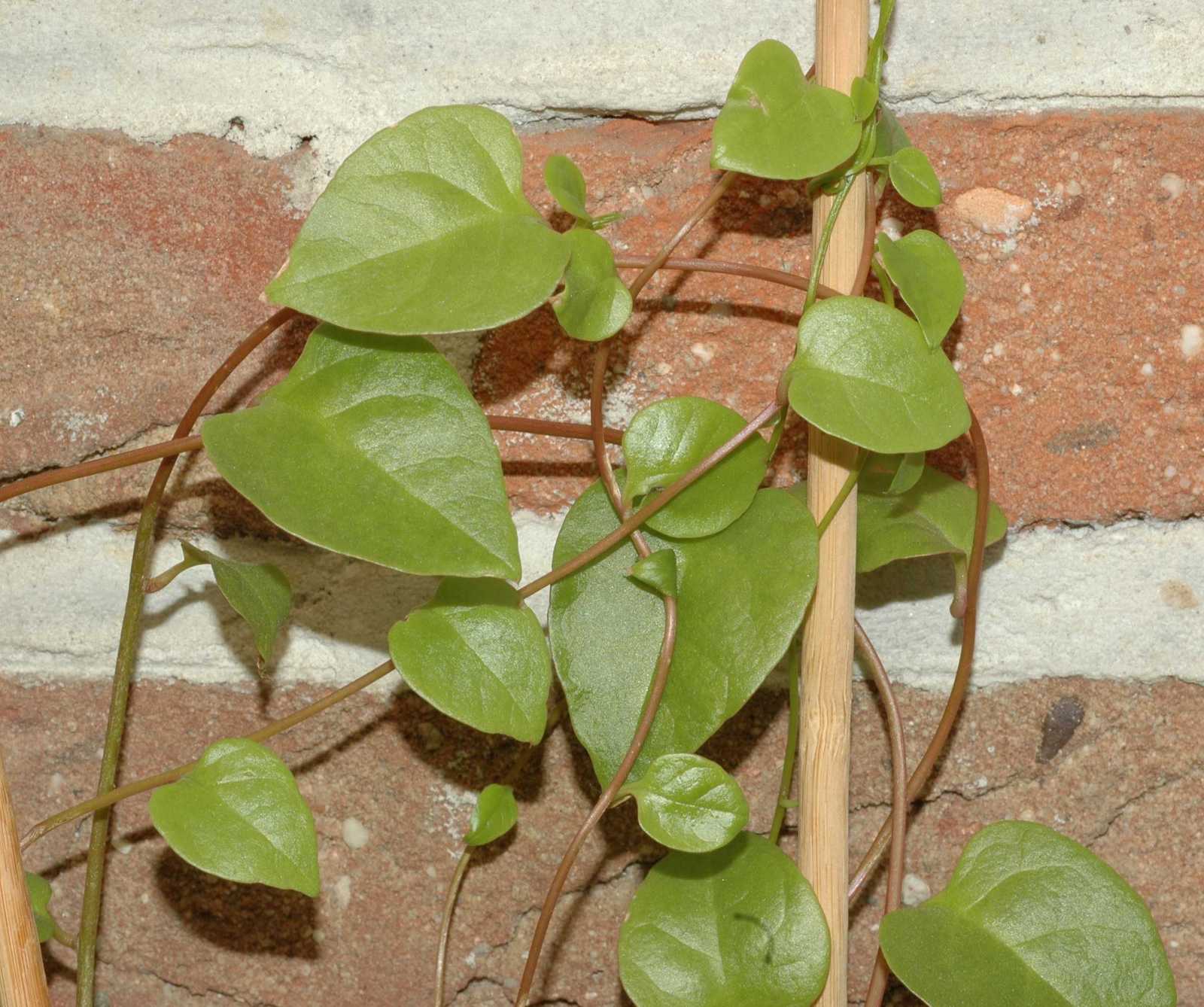 nDSC_8126.JPG
