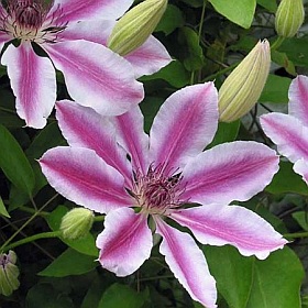 nelly-moser-clematis.jpg