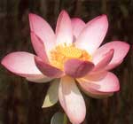 nelumbo-nucifera-flor.jpg