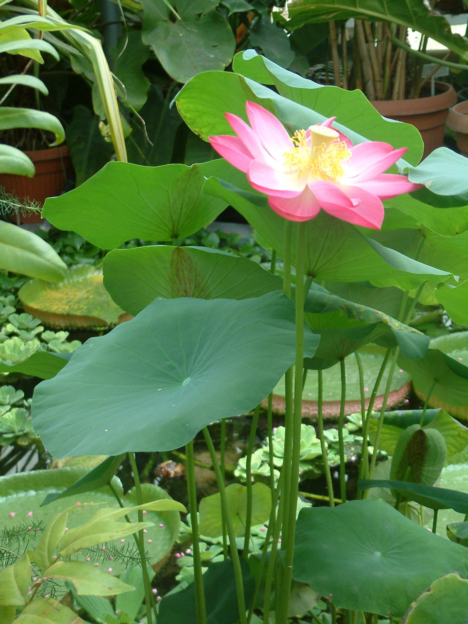 Nelumbo_nucifera_RB3.JPG