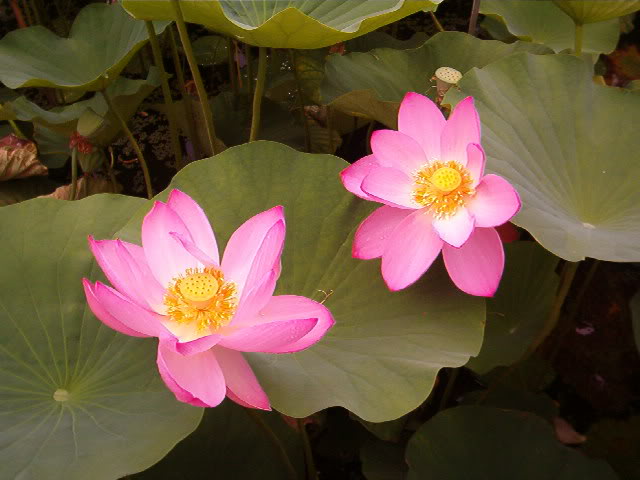 Nelumbonucifera.jpg