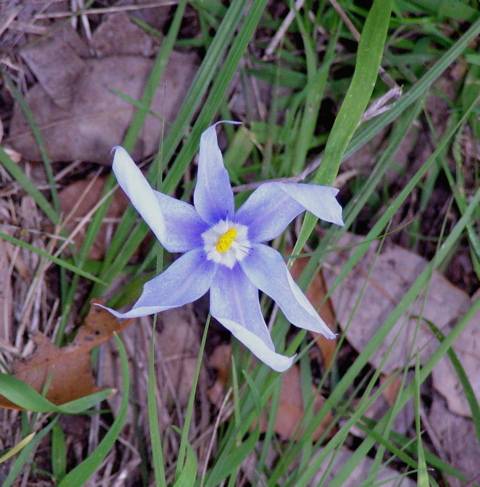 Nemastylis_geminiflora3_LP.jpg