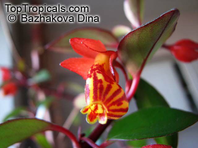 Nematanthus_2064BD.jpg