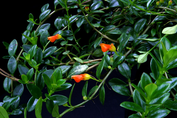 Nematanthus_gregarius.JPG