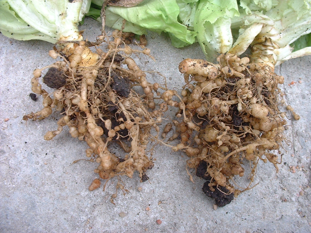 Nematodos7.jpg