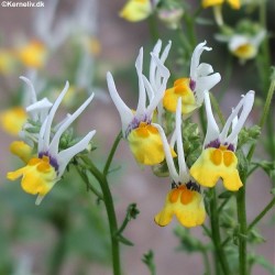 nemesia-cheiranthus-masquerade-.jpg