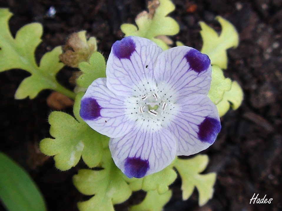 nemophila+maculata.jpg