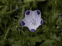nemophila_maculata.jpg