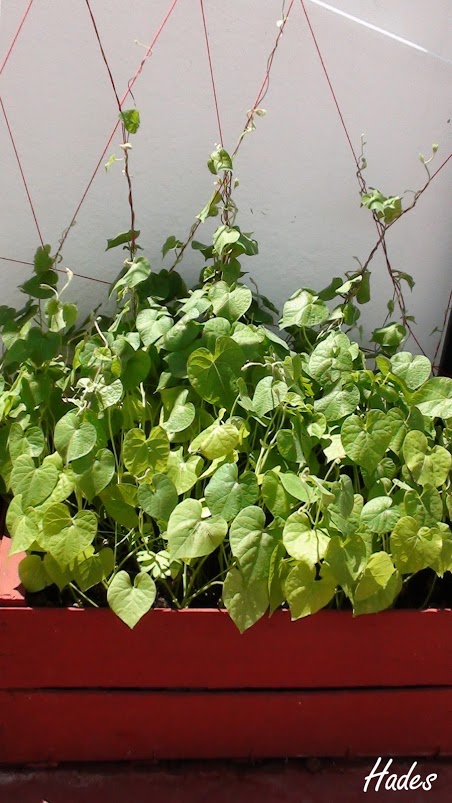 nenipomeas+trepando.jpg
