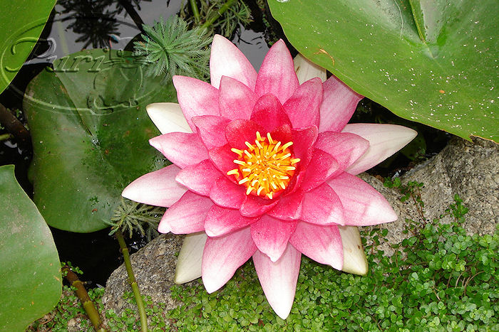 NENUFAR+3%2528JULIO+2006%2529.JPG