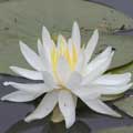 nenufar-caroliniana-nivea.jpg