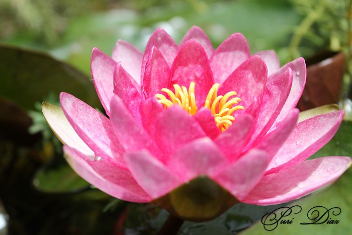 NENUFAR+ROSA+CANON+EOS+1100+D+12+JUNIO+2012+(12).JPG