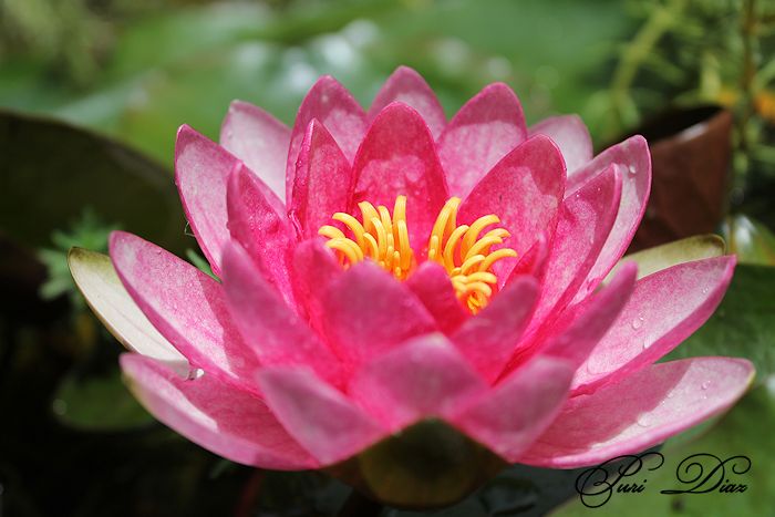 NENUFAR+ROSA+CANON+EOS+1100+D+12+JUNIO+2012.JPG