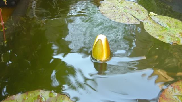nenufar1.jpg