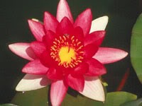 NenufarPerenne02-1.jpg