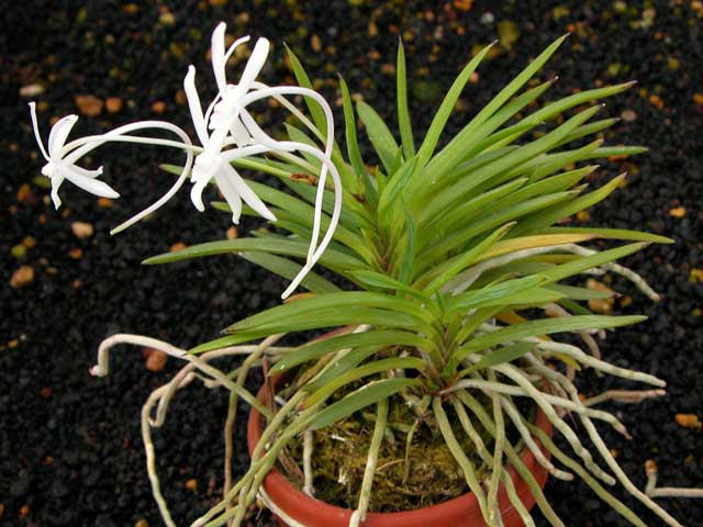 Neo-falcata-Yagiri.jpg