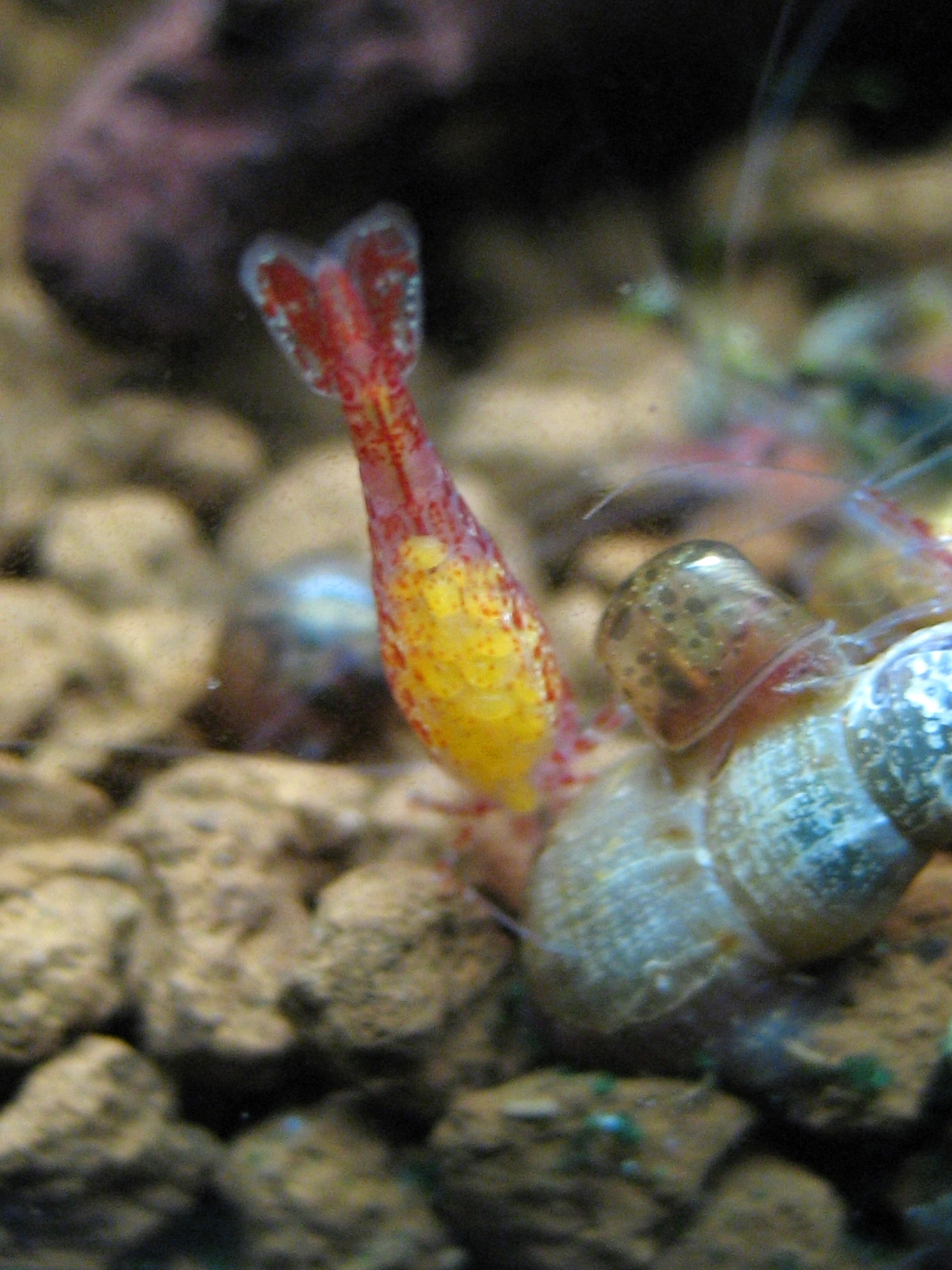 Neocaridina_heteropoda_red_cherry_female_with_eggs.jpg