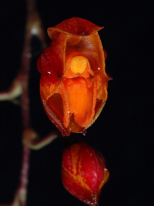 neodryasspecies11_9.jpg