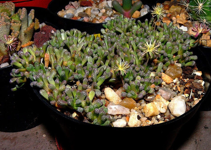 Neohenricia%2Bsibbettii.jpg