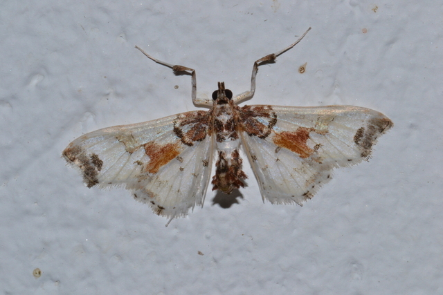 Neoleucinodes_elegantalis,I_CAM8032.jpg