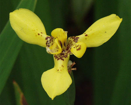 Neomarica-longifolia.jpe
