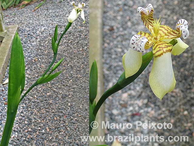 neomarica-longifolia.jpg