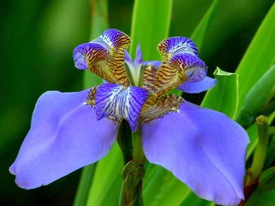 Neomarica_caerulea_JSI.jpg