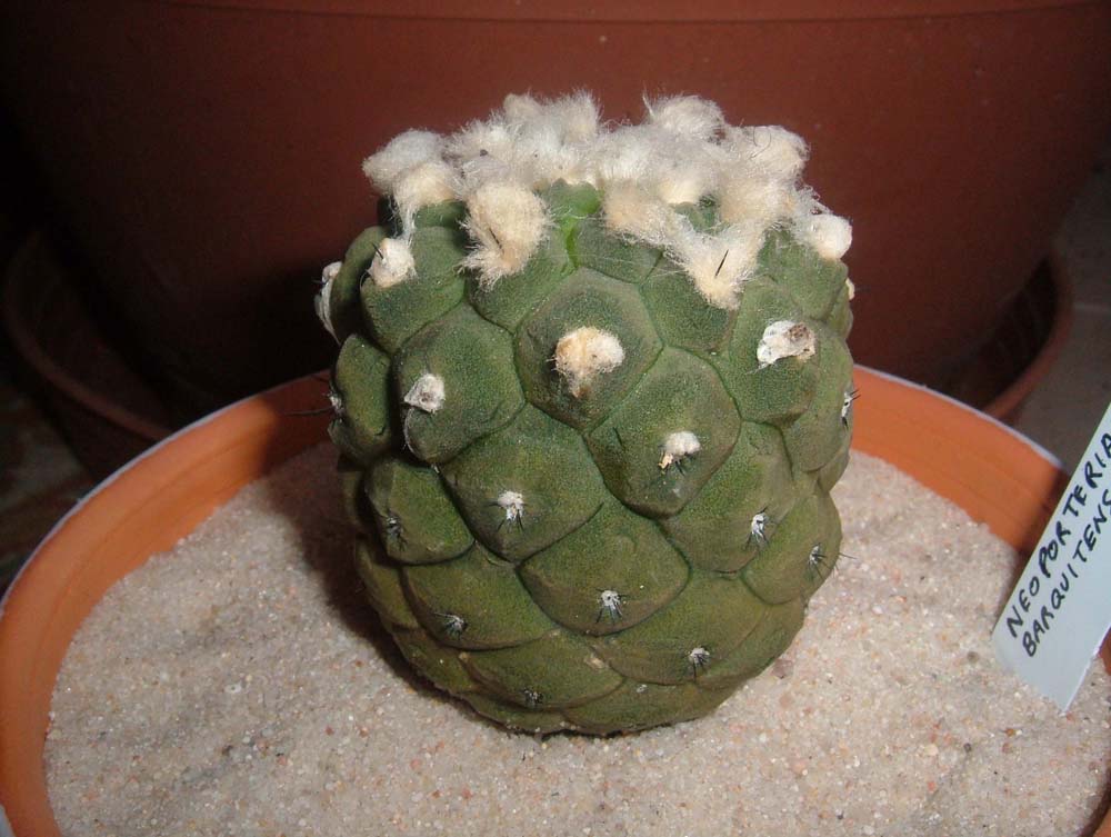 neoporteria%20barquitensis.jpg