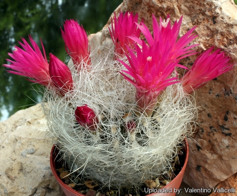 Neoporteria_nidus_f._senilis_6277_l.jpg
