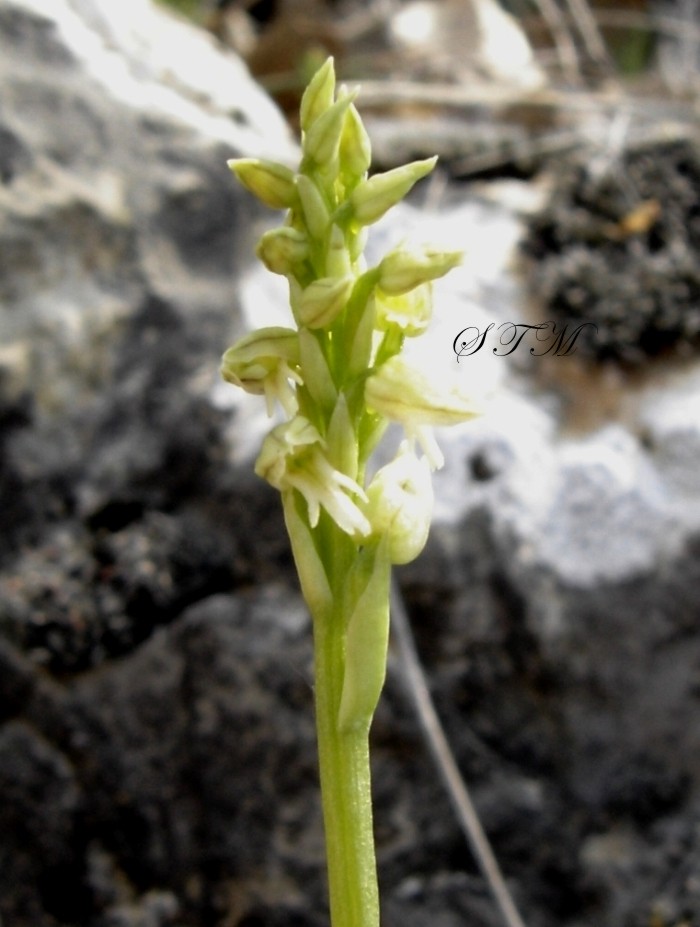 neotinea maculata 5.JPG