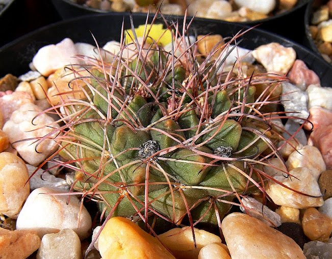 Neowerdermannia%2Bchilensis1.jpg