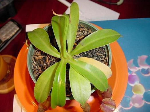 Nepenthes(1).JPG