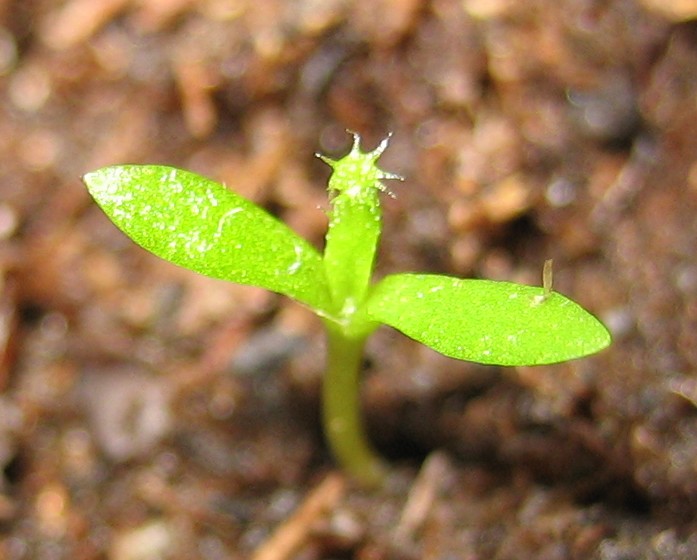 Nepenthes%2020-3-06.JPG