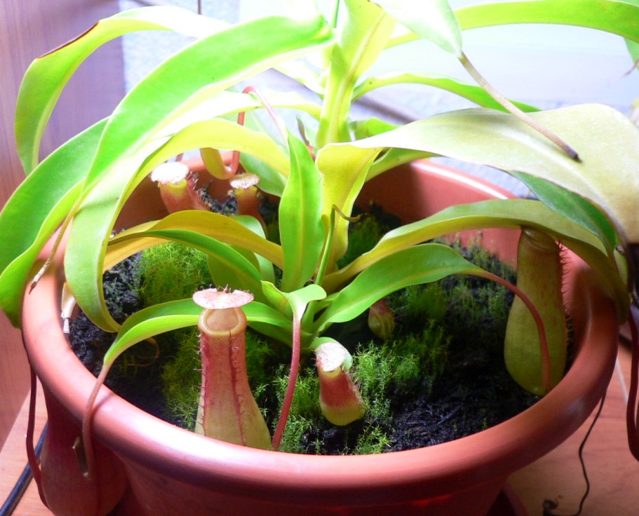 Nepenthes%20alata%20%26%20sons.jpg