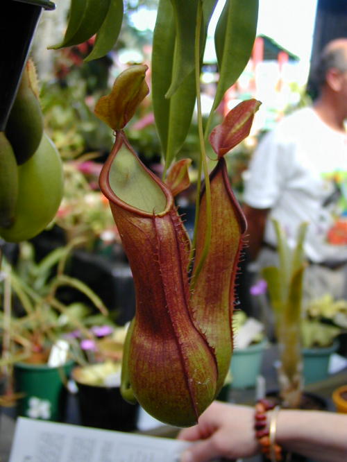 Nepenthes%20alata%2001.jpg