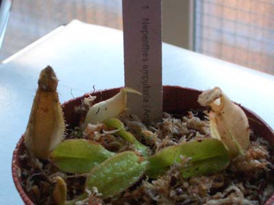 Nepenthes%20ampullaria.jpg