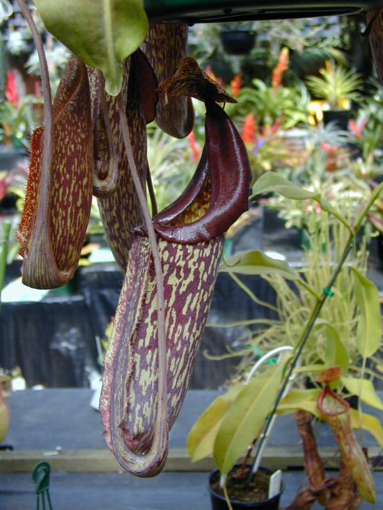 Nepenthes%20Maxima%2002.jpg