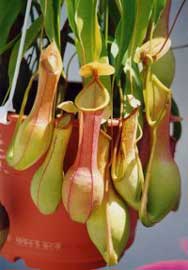 nepenthes-4.jpg