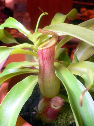 Nepenthes%7E0.jpg