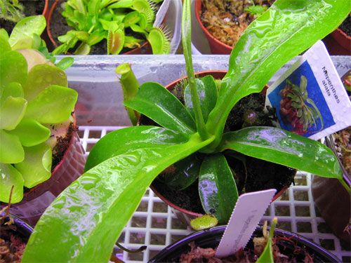 Nepenthes-alata-01.jpg