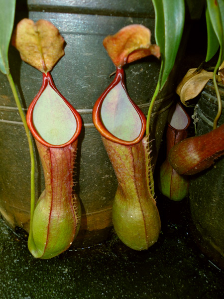 nepenthes-alata-2-meadowview.jpg
