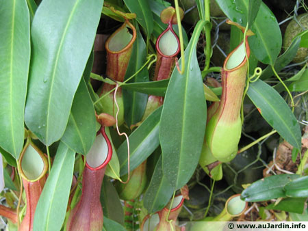 nepenthes-alata.jpg