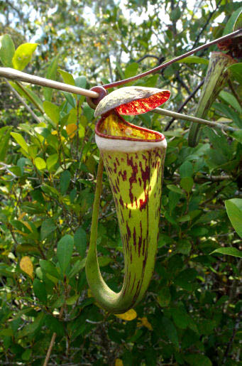 nepenthes-cincta.jpg