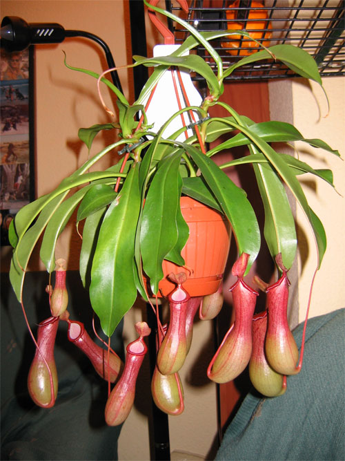 Nepenthes-coccinea-01%7E0.jpg