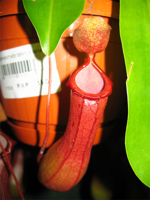 Nepenthes-coccinea-03.jpg