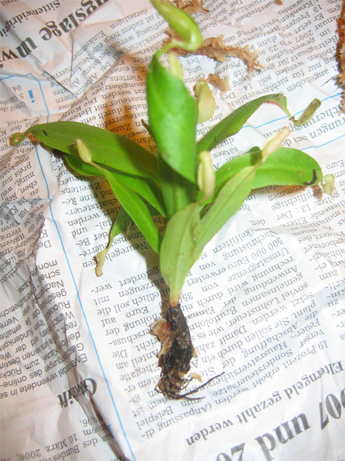 Nepenthes-mira.jpg