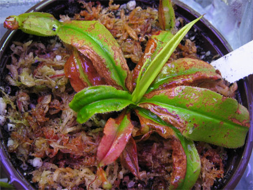 Nepenthes-mirabilis.jpg